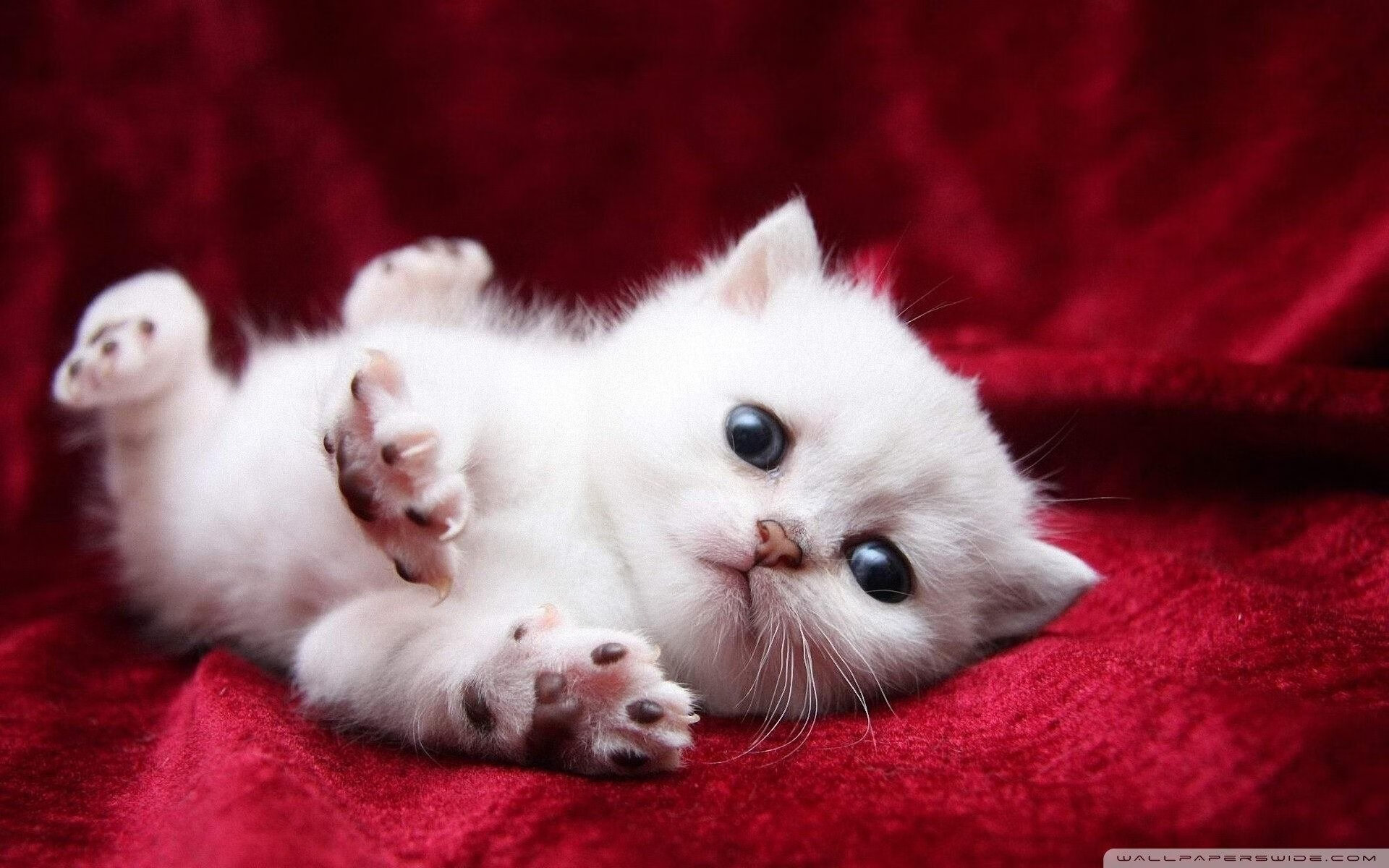 kaiyun开云·官方网站-_勇士杀入三分雨，连战连捷_，勇士 三分