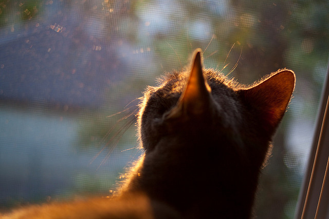 kaiyun 开云体育-_湖人队迎难而上，誓夺季后赛席位_，湖人主场时隔8年再迎季后赛