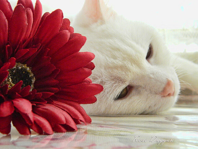 《大奖赛即将开启:全明星阵容耀眼登场》,全明星赛奖项