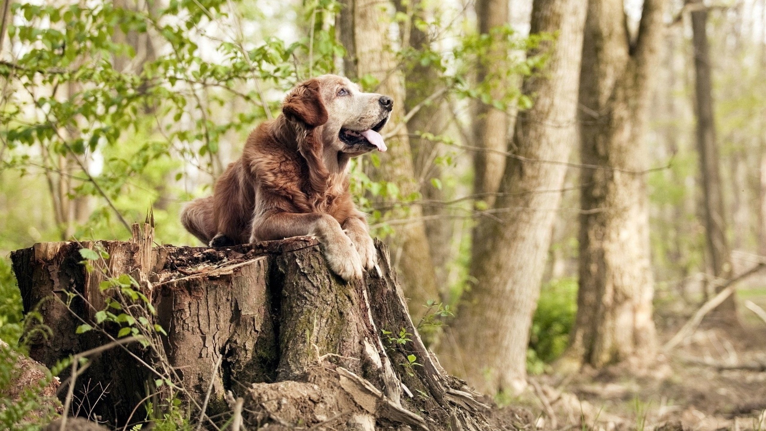 意甲联赛中出现多场逆转比赛,意甲转会最新动态