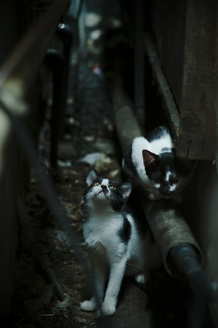 kaiyun.com-湖人新秀打破球队历史单赛季三分球纪录，湖人队史三分球记录