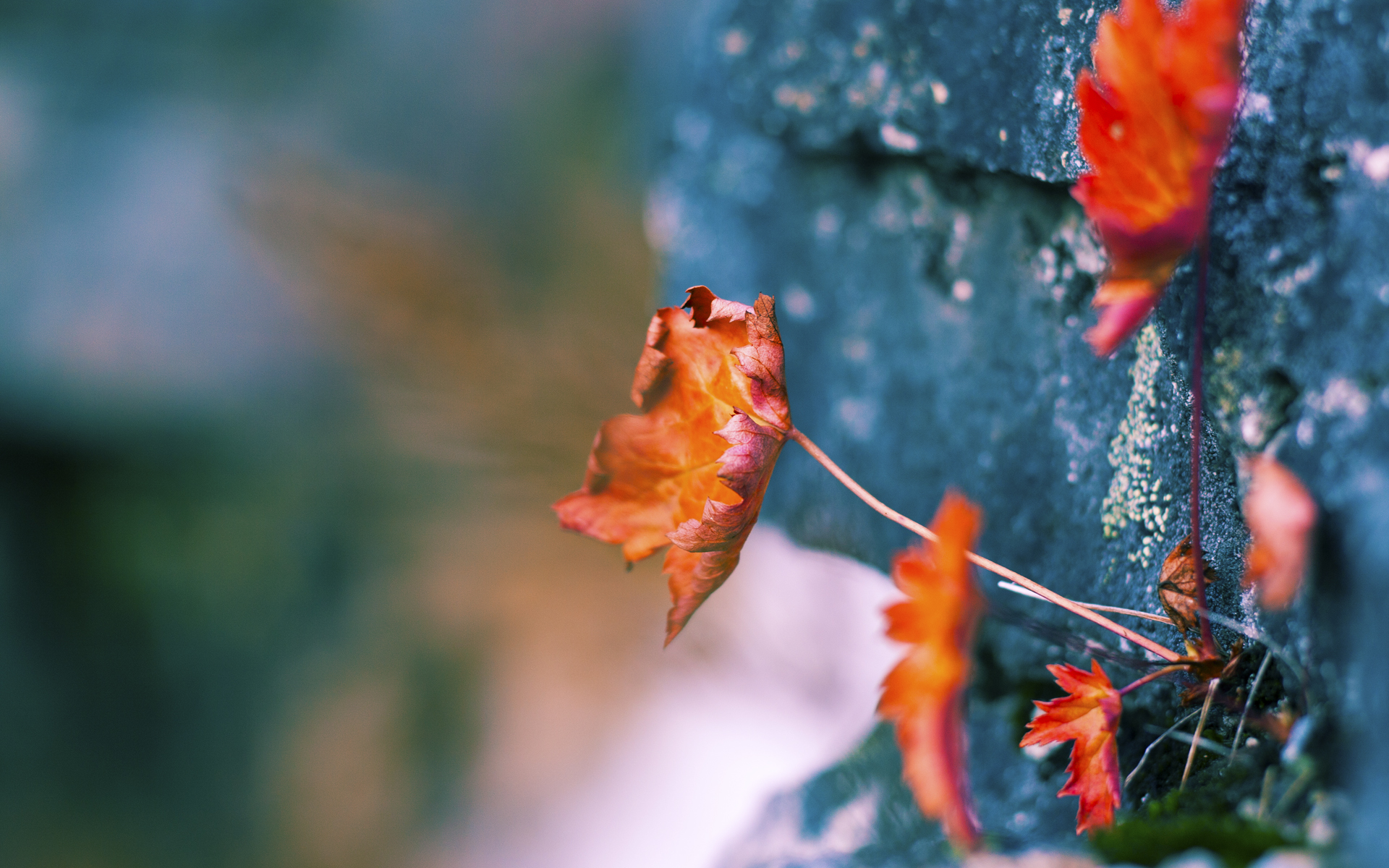 KPL新版本适应分析,kpl更新时间