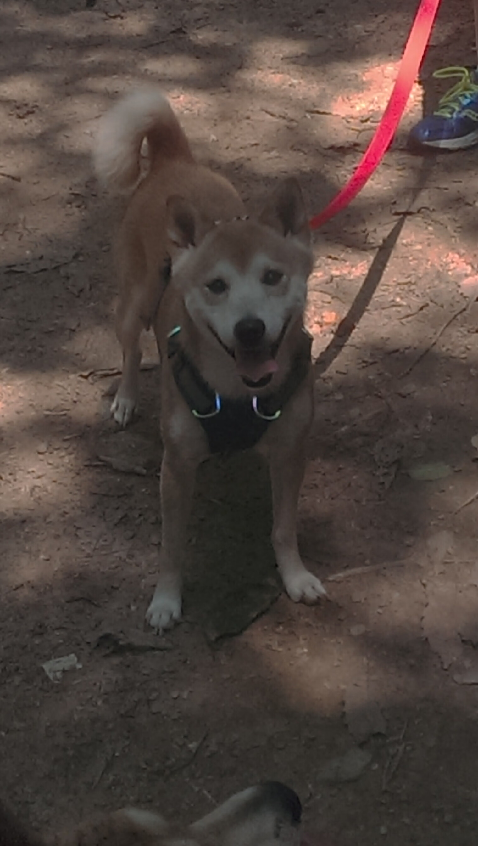 开云kaiyun-KPL新版本适应分析，kpl版本更新相差几天