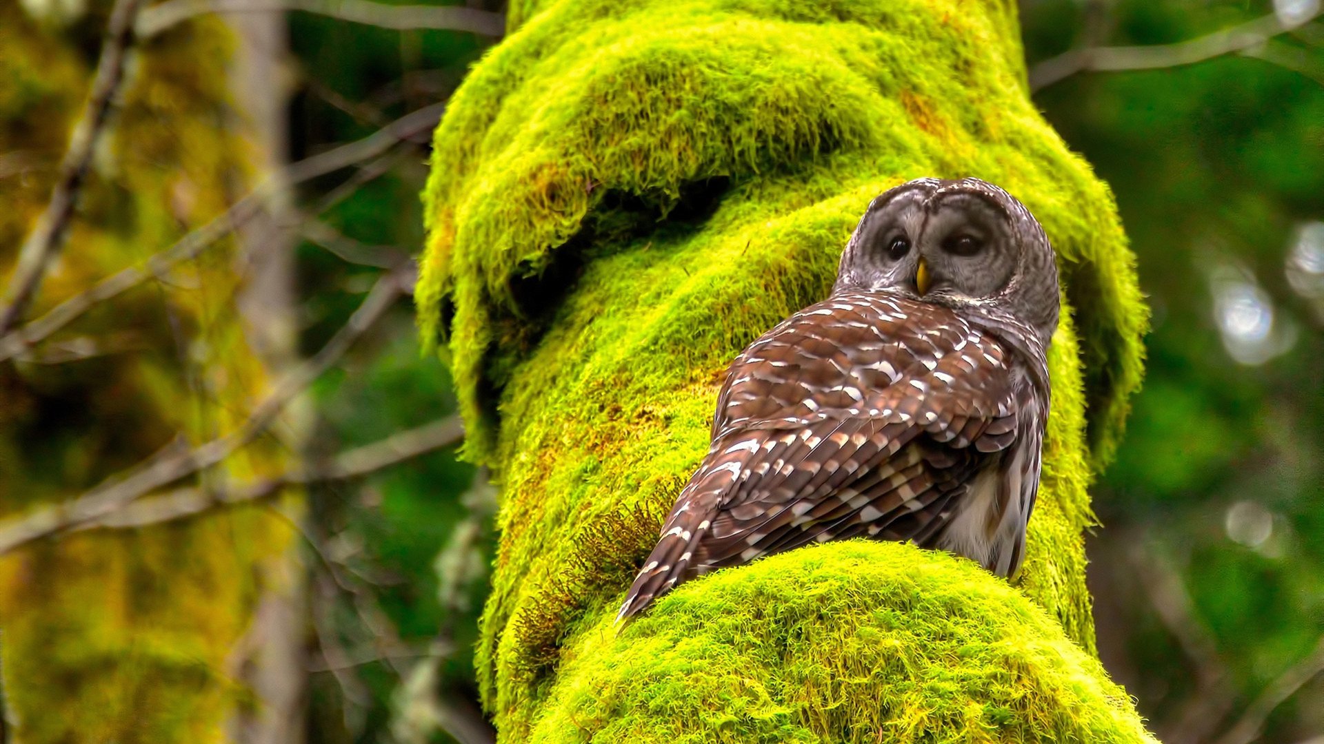 开云kaiyun-云达不莱梅惨遭惨败，新赛季首场失利让球队付出代价，云达不莱梅vs拜仁慕尼黑