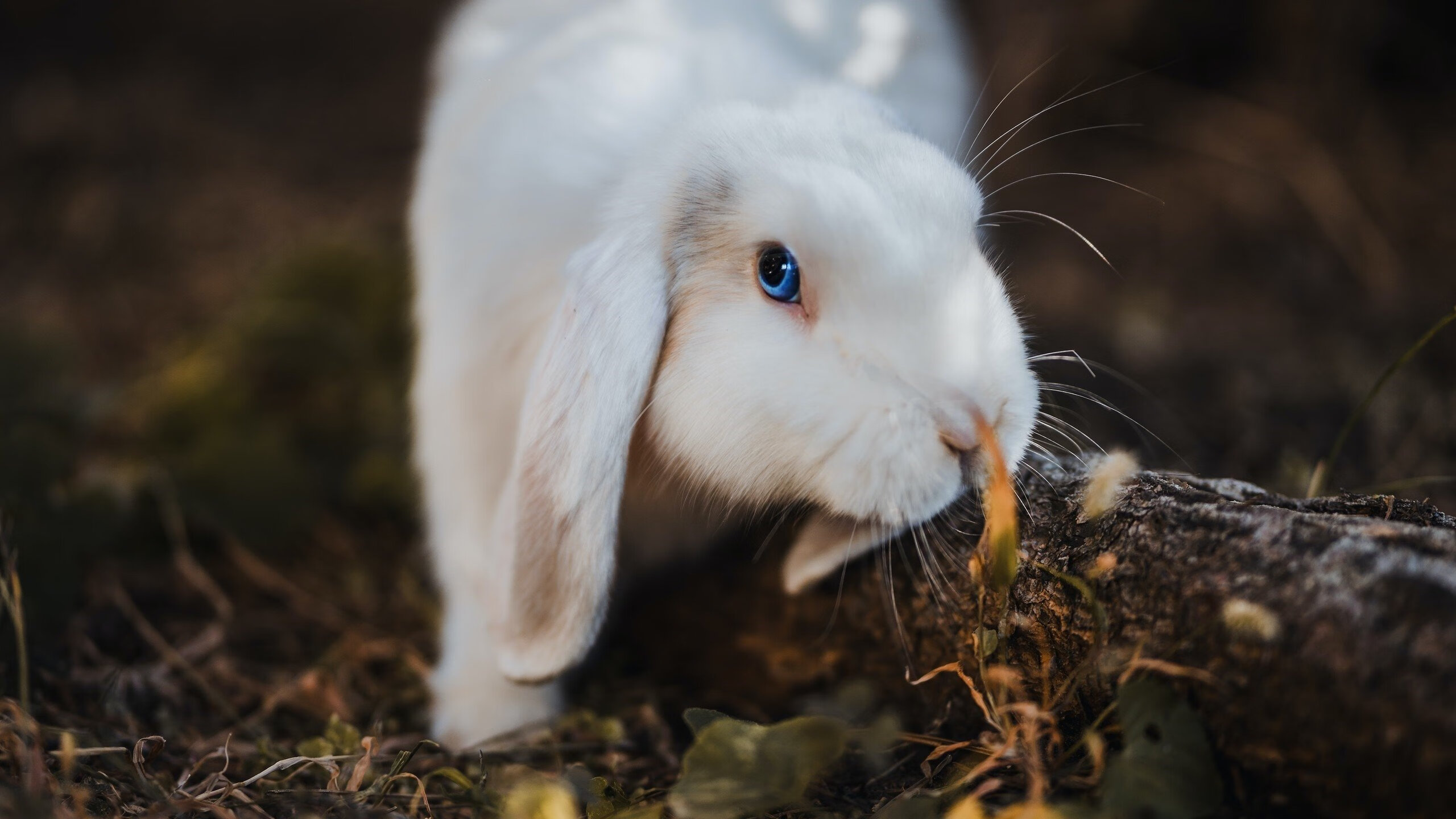 开云·体育官网APP下载-公牛队球队体能储备充足，公牛队现状