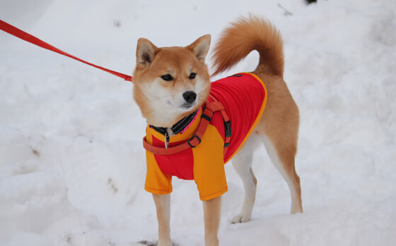 开云首页登录-天津泰达客场负于对手，陷入低迷，天津泰达俱乐部最新消息