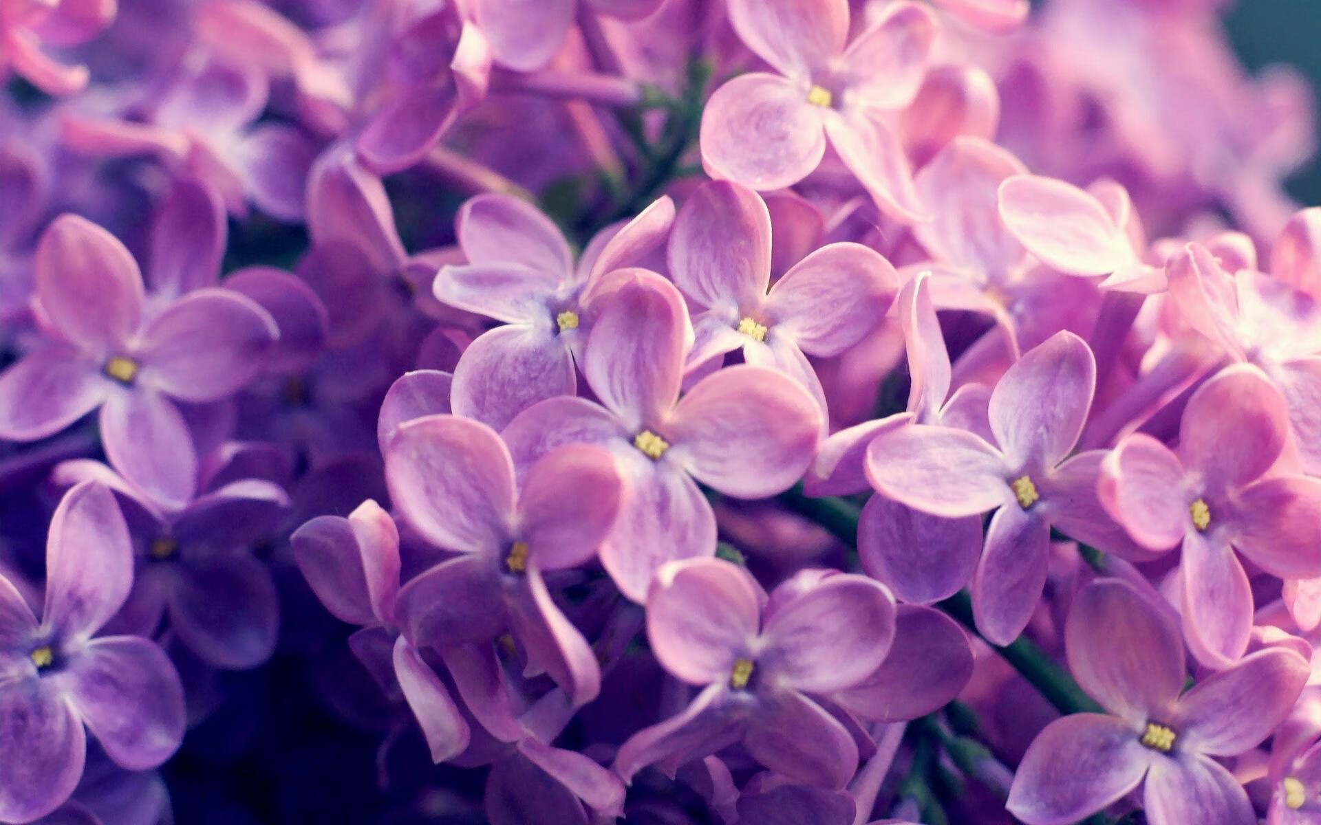 谁是联盟最稳定的核心球员，lol最核心的位置