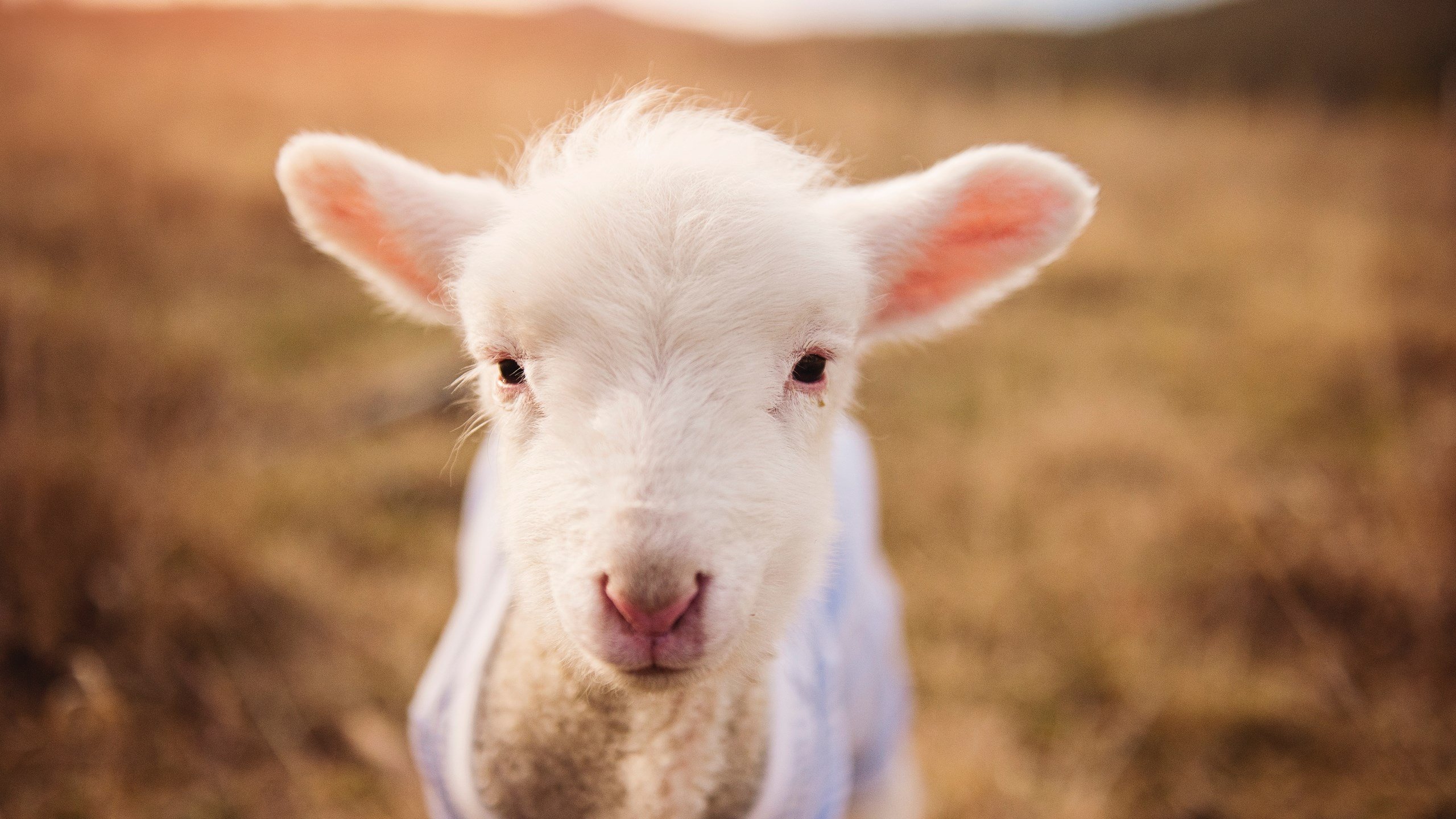 Kaiyun APP-凯莉·麦基翁展现出色心理素质，凯莉麦基翁身高