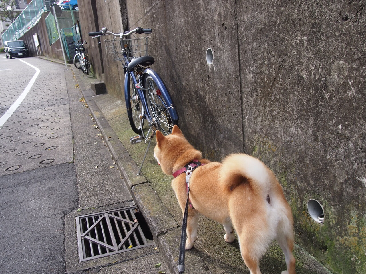 开云官方-浓眉在防守端建立屏障湖人掌控节奏，湖人 浓眉