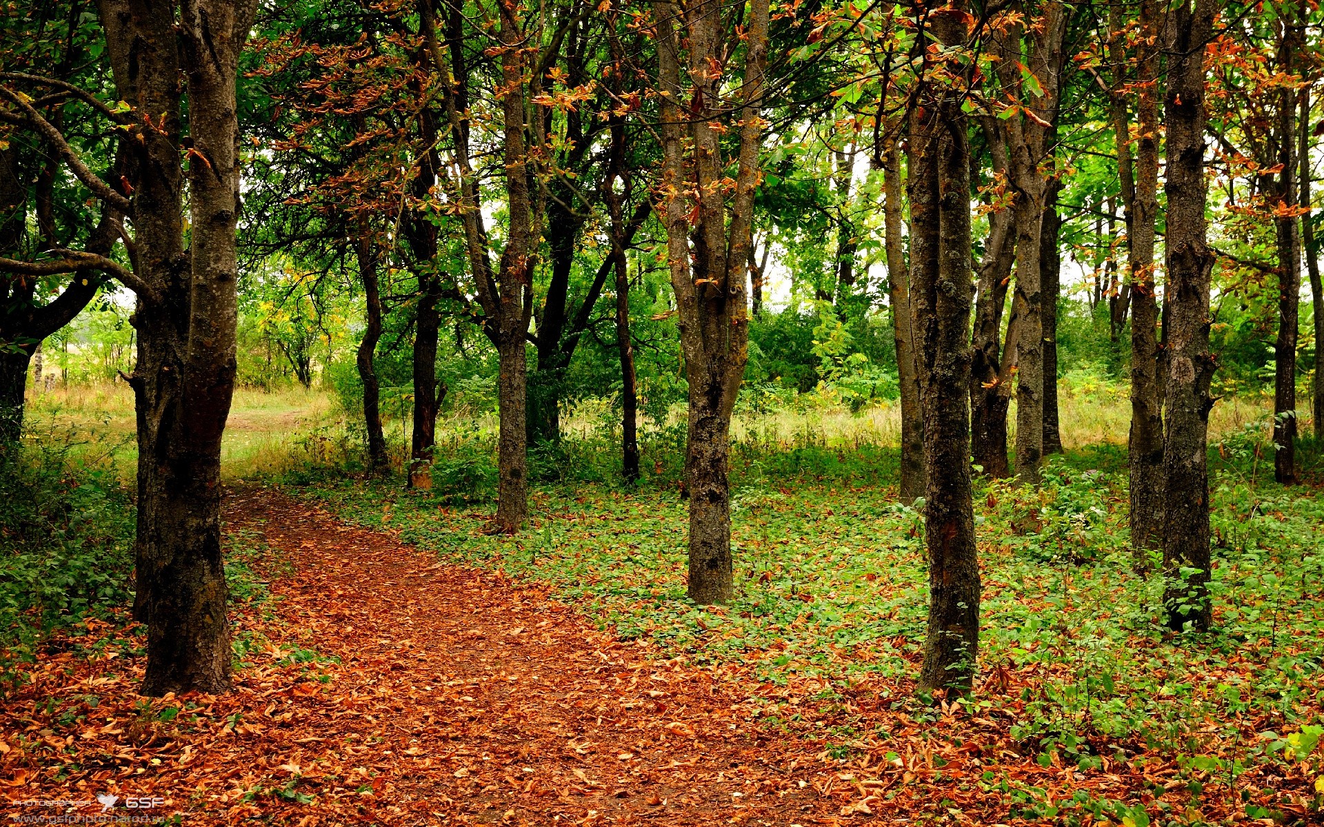阿莱克西决赛表现超出预期，阿莱克西亚历代记